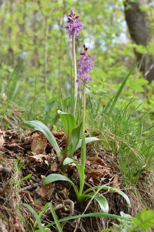 Orchis x Haussknechtii ( orchis mascula x Orchis pallens). 2.jpg