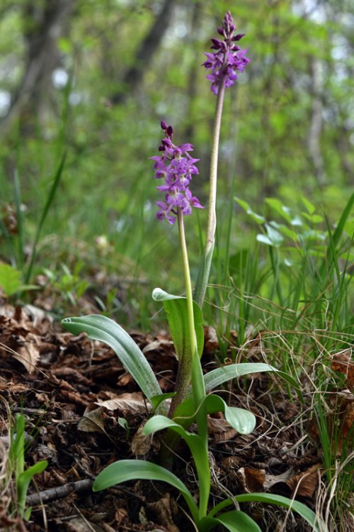 Orchis x Haussknechtii ( orchis mascula x Orchis pallens). 1.jpg