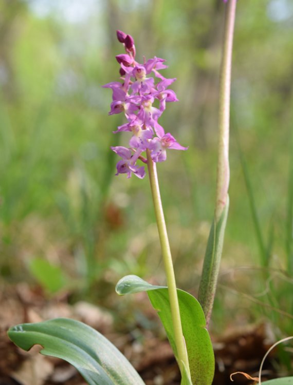 Orchis x Haussknechtii ( orchis mascula x Orchis pallens). 3.jpg
