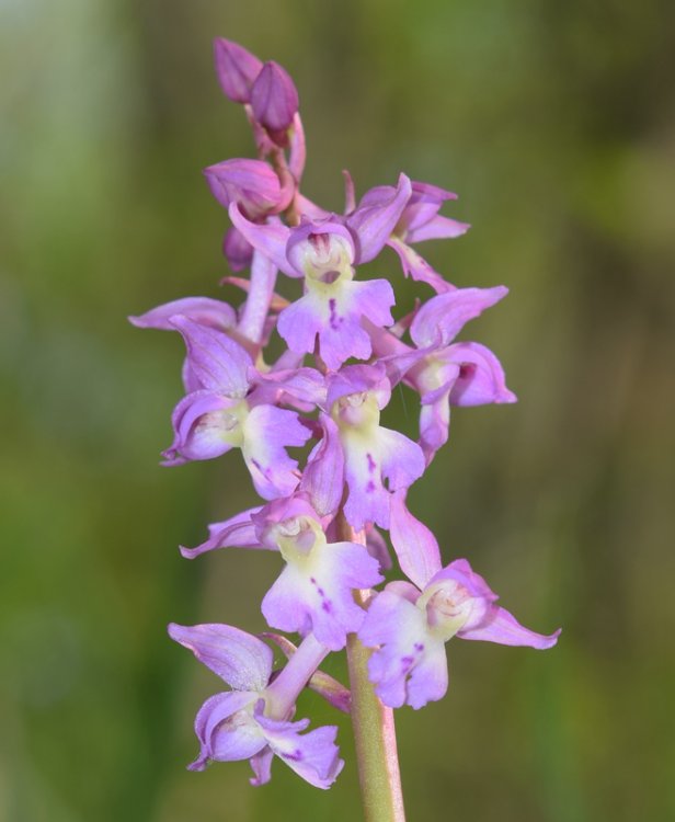 Orchis x Haussknechtii ( orchis mascula x Orchis pallens). 4.jpg