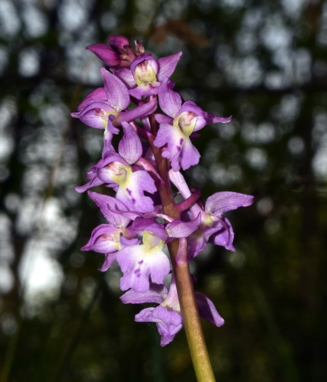 Orchis x Haussknechtii ( orchis mascula x Orchis pallens). 5.jpg