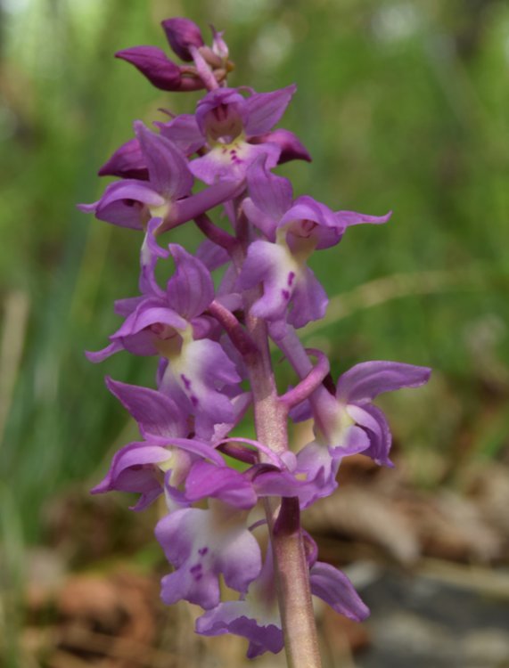 Orchis x Haussknechtii ( orchis mascula x Orchis pallens). 6.jpg