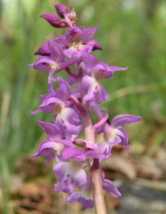 Orchis x Haussknechtii ( orchis mascula x Orchis pallens). 7.jpg