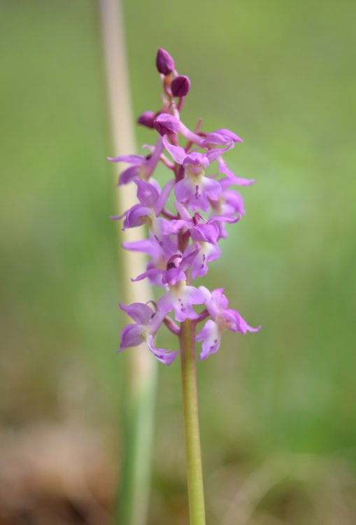 Orchis x Haussknechtii ( orchis mascula x Orchis pallens). 8.jpg