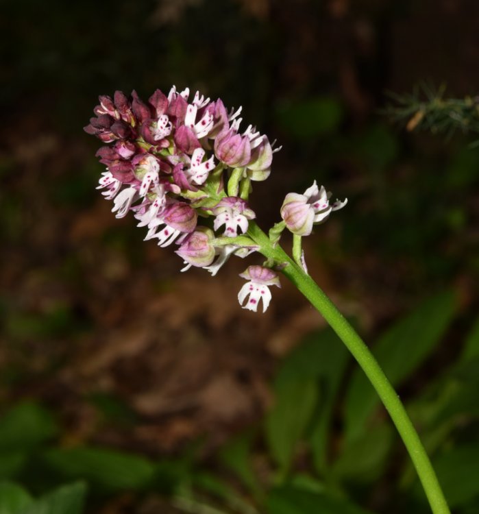 Neotinea ustulata (L.) R.M. Bateman, Pridgeon & M.W. Chase 1997. 2.jpg