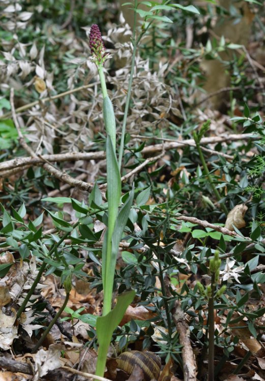 Neotinea ustulata (L.) R.M. Bateman, Pridgeon & M.W. Chase 1997. 4.jpg