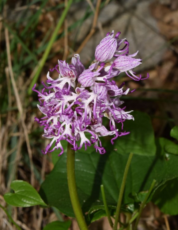 Orchis angusticruriis ex Humn. (Orchis purpurea x Orchis simia) Regione Veneto (VI) alt.m.220. 15 Aprile 2017. 1.jpg