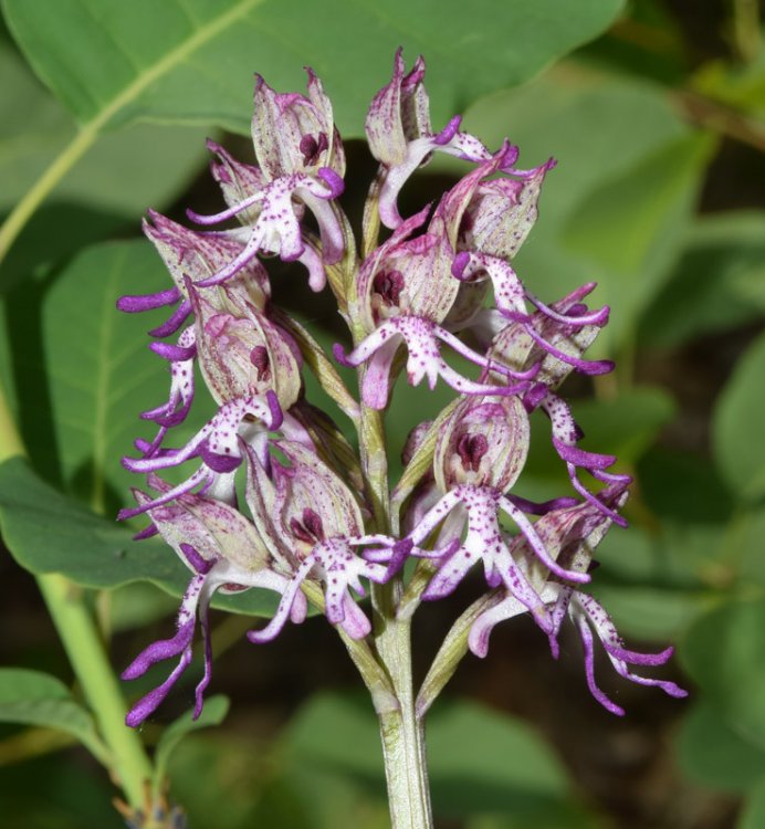 Orchis angusticruriis ex Humn. (Orchis purpurea x Orchis simia) Regione Veneto (VI) alt.m.220. 15 Aprile 2017. 2.jpg