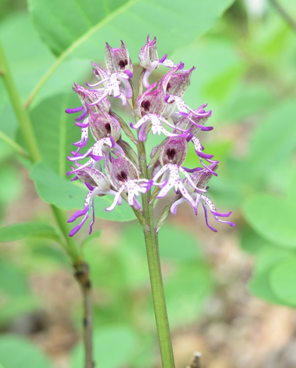 Orchis angusticruriis ex Humn. (Orchis purpurea x Orchis simia) Regione Veneto (VI) alt.m.220. 15 Aprile 2017. 3.jpg