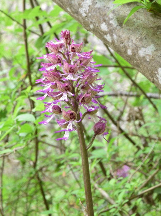 Orchis angusticruriis ex Humn. (Orchis purpurea x Orchis simia) Regione Veneto (VI) alt.m.220. 15 Aprile 2017. 4.jpg