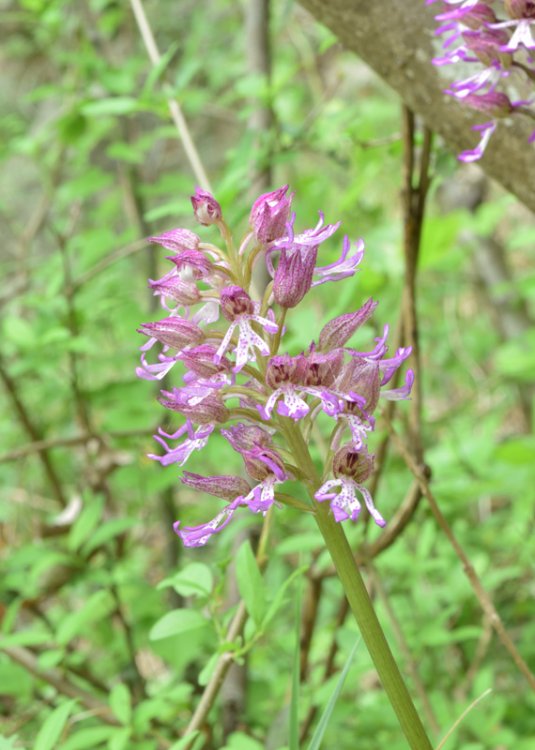 Orchis angusticruriis ex Humn. (Orchis purpurea x Orchis simia) Regione Veneto (VI) alt.m.220. 15 Aprile 2017. 6.jpg