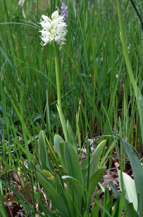 Orchis simia Lam. 1779 apocromica. 1.jpg