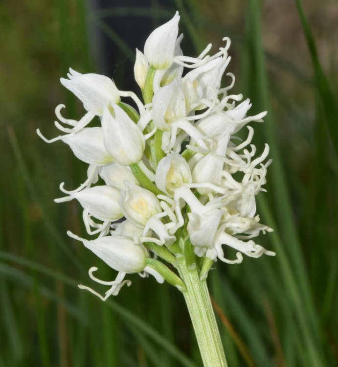 Orchis simia Lam. 1779 apocromica. 3.jpg