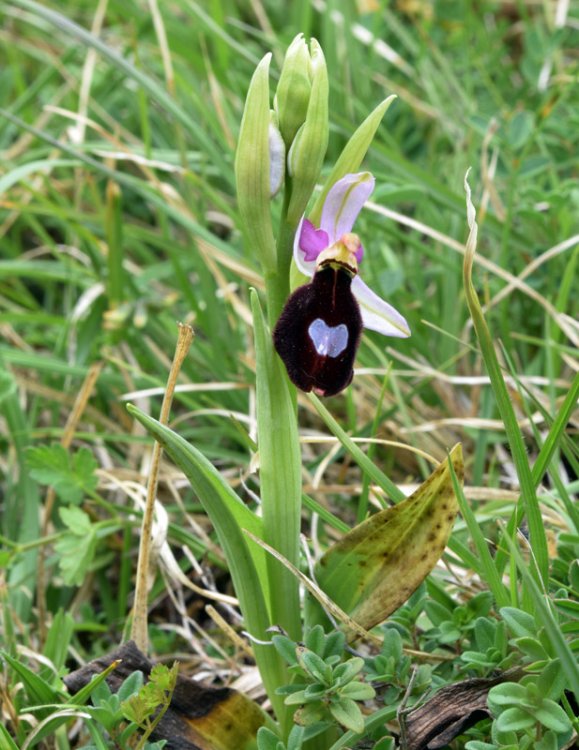 Ophrys bertolonii subsp. benacensis (Reisigl) P. Delforge. (1).jpg