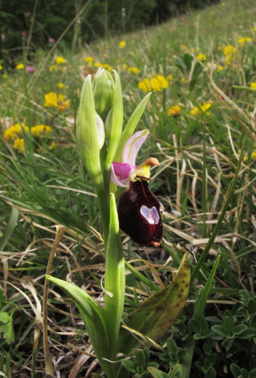 Ophrys bertolonii subsp. benacensis (Reisigl) P. Delforge. (2).jpg