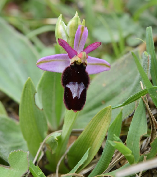 Ophrys bertolonii subsp. benacensis (Reisigl) P. Delforge. (3).jpg