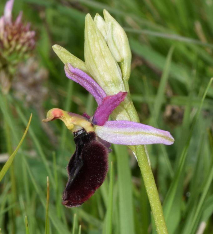 Ophrys bertolonii subsp. benacensis (Reisigl) P. Delforge. (4).jpg