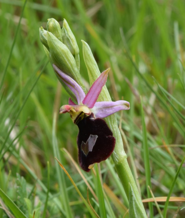 Ophrys bertolonii subsp. benacensis (Reisigl) P. Delforge. (5).jpg