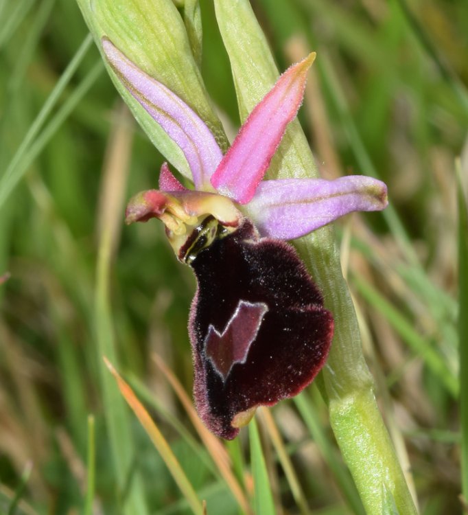 Ophrys bertolonii subsp. benacensis (Reisigl) P. Delforge. (6).jpg