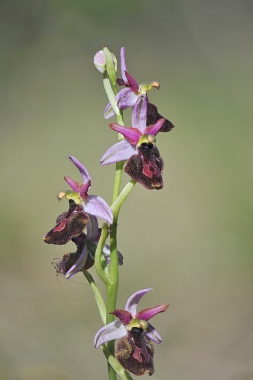 Ophrys_×baldensis1.jpg
