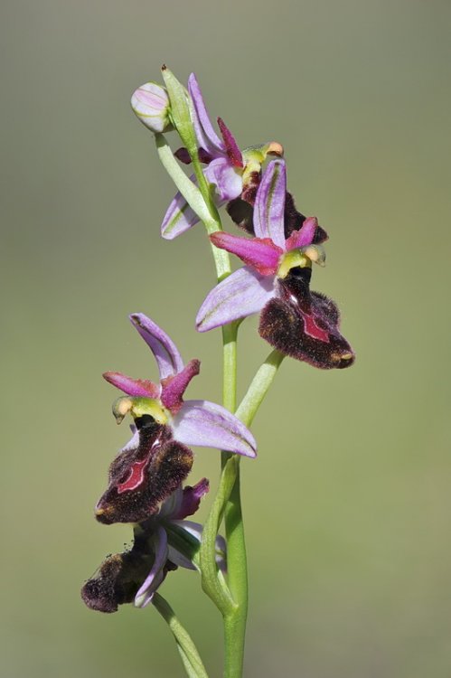 Ophrys_×baldensis2.jpg