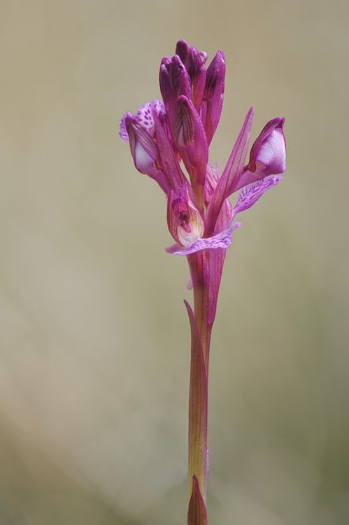 Anacamptis_×gennarii.jpg