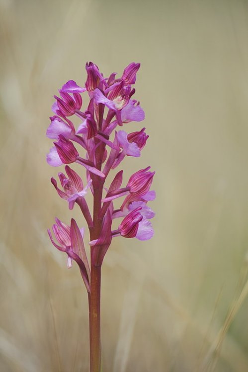 Anacamptis_×gennarii1.jpg