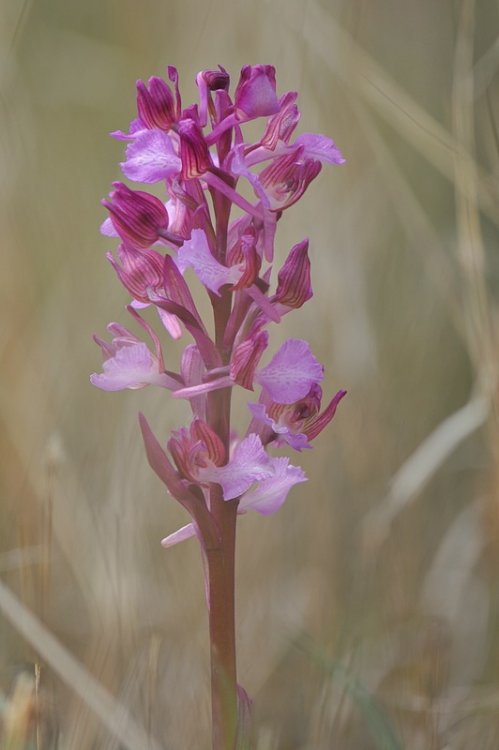 Anacamptis_×gennarii4.jpg