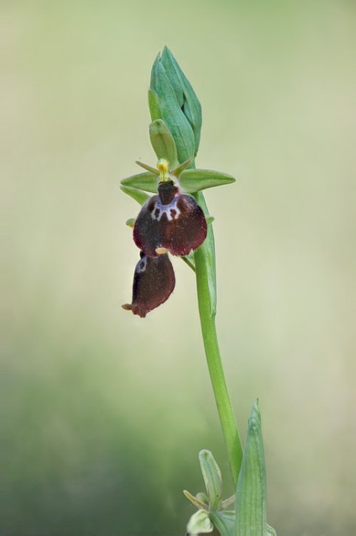 Ophrys_×devenensis.jpg