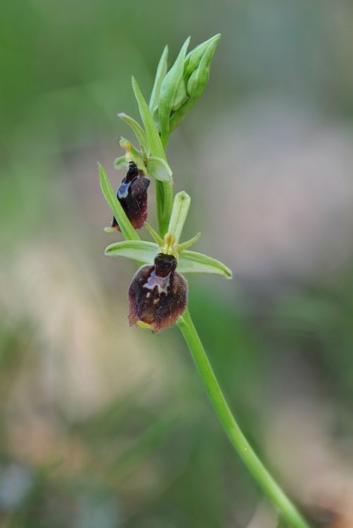 Ophrys_×devenensis1.jpg