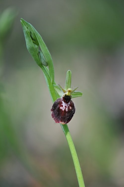 Ophrys_×devenensis2.jpg
