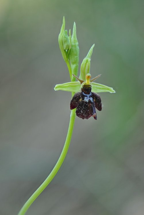 Ophrys_×devenensis3.jpg