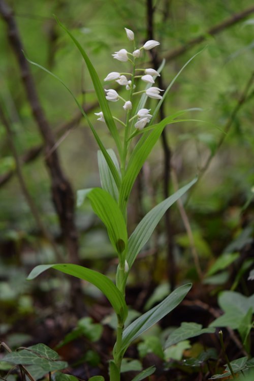 Cephalanthera longifolia (L.) Fritsch. 1.jpg