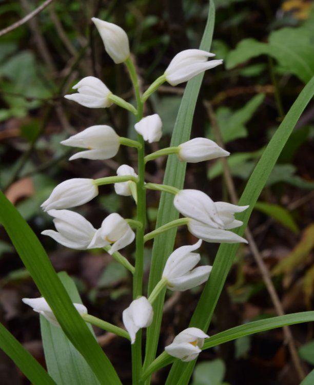 Cephalanthera longifolia (L.) Fritsch. 2.jpg