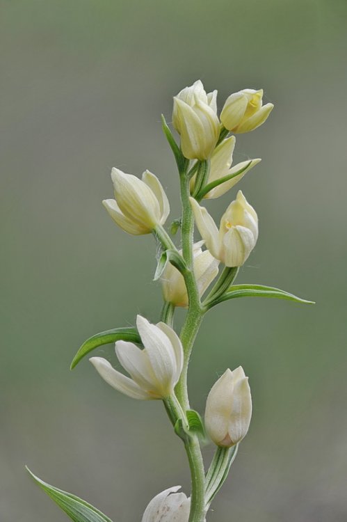 Cephalanthera_dmasonium.jpg