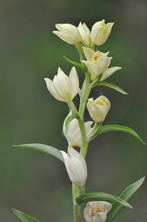 Cephalanthera_dmasonium1.jpg