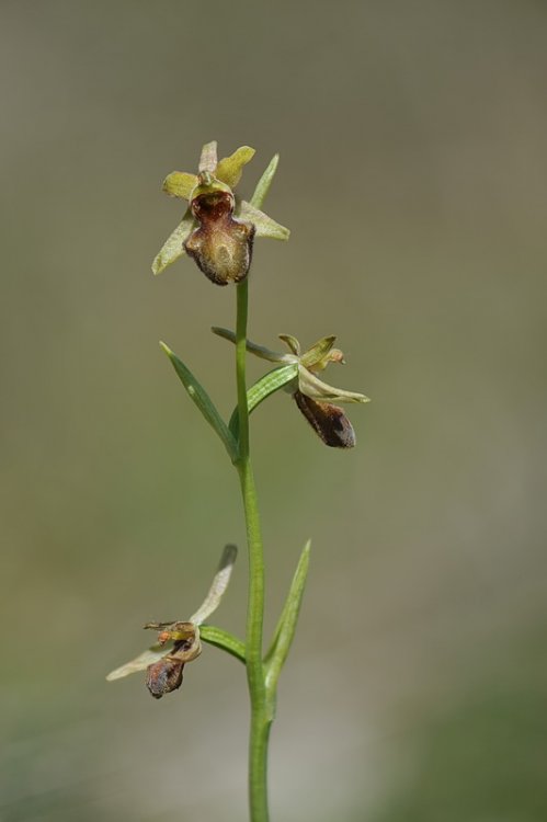 Ophrys_incubacea.jpg