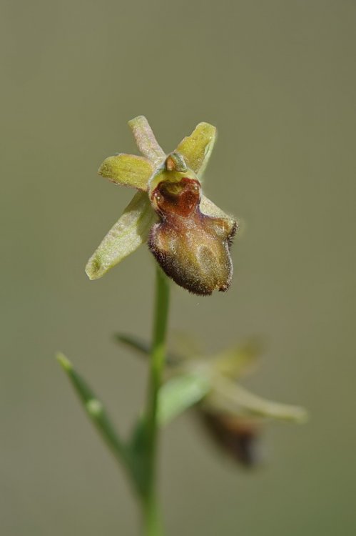 Ophrys_incubacea1.jpg