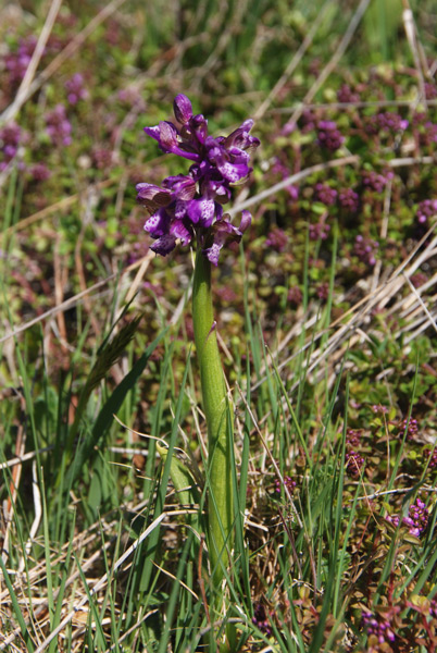 TA-11-Anacamptis-morio.jpg