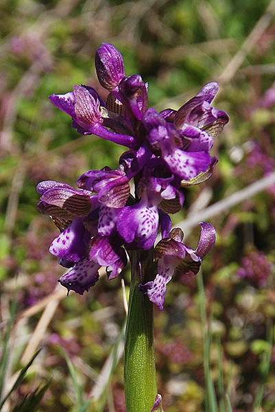 TA-11-Anacamptis-morio_b.jpg