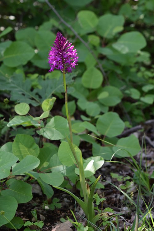 Anacamptis pyramidalis (L.) Rich. 1817. 1.jpg