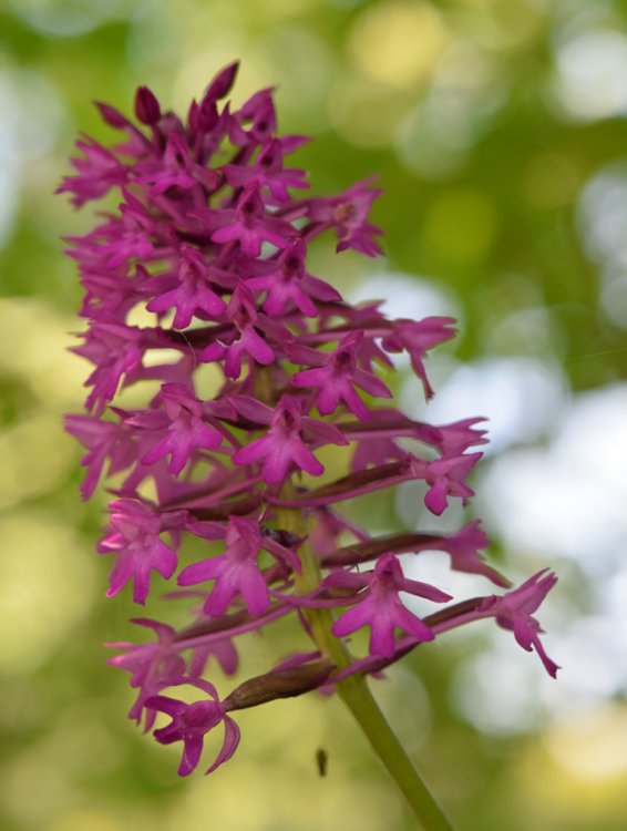 Anacamptis pyramidalis (L.) Rich. 1817. 3.jpg