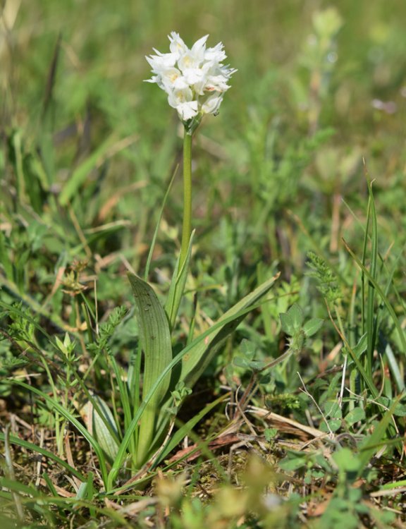 Neotinea tridentata (Scop.) R.M. Bateman, Pridgeon & M.W. Chase 1997. Apocromica. 1.jpg