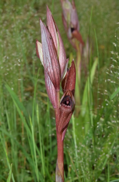 Serapias vomeracea subsp. vomeracea (Burm.f.) Briq. 1910. 1.jpg