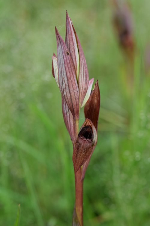 Serapias vomeracea subsp. vomeracea (Burm.f.) Briq. 1910. 2.jpg