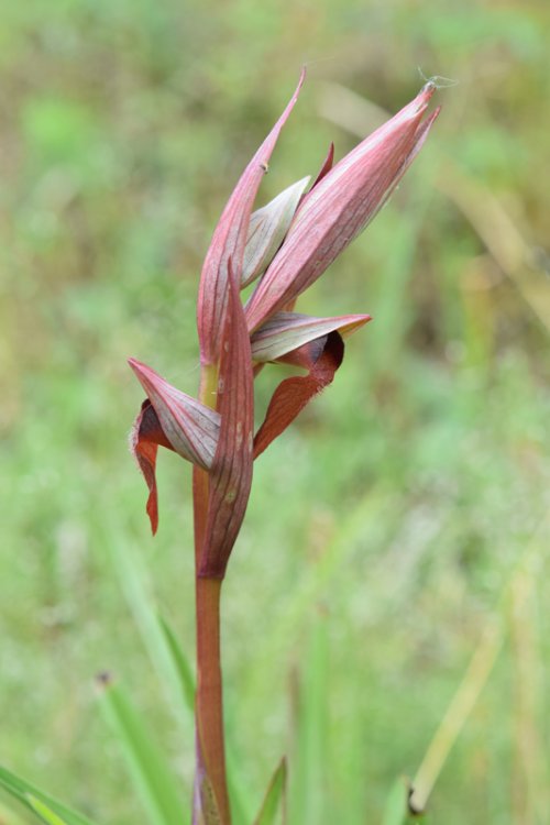 Serapias vomeracea subsp. vomeracea (Burm.f.) Briq. 1910. 6.jpg