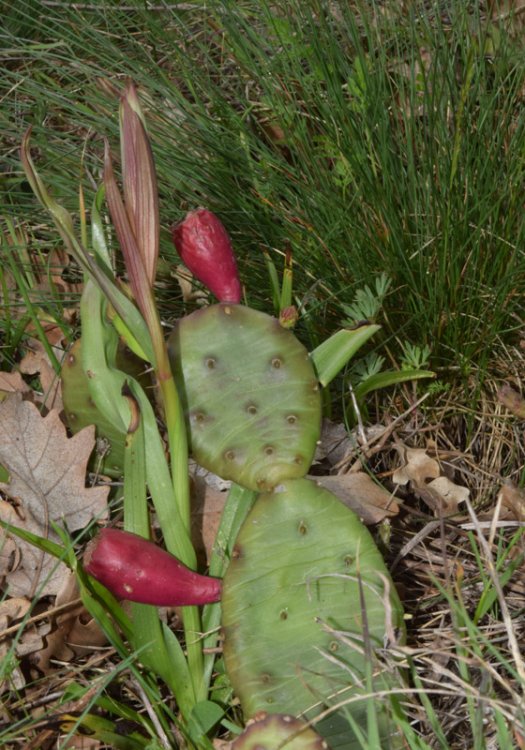 Serapias vomeracea subsp. vomeracea (Burm.f.) Briq. 1910. 4.jpg