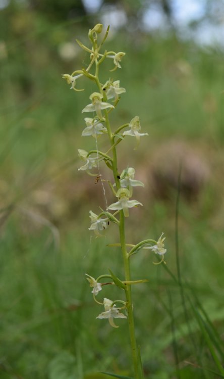 Platanthera chlorantha (Custer) Rchb. in J.C. Mòssler 1829. 1.jpg