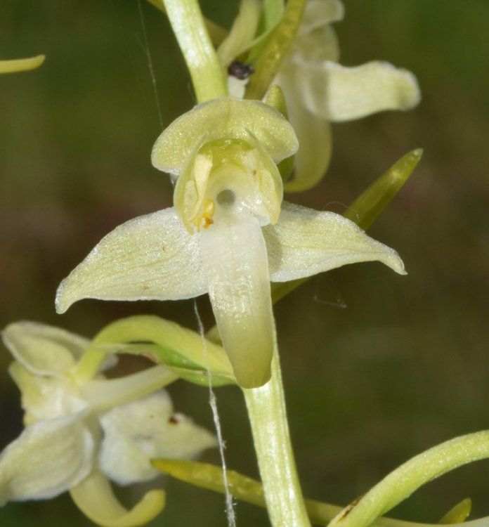 Platanthera chlorantha (Custer) Rchb. in J.C. Mòssler 1829. 2.jpg