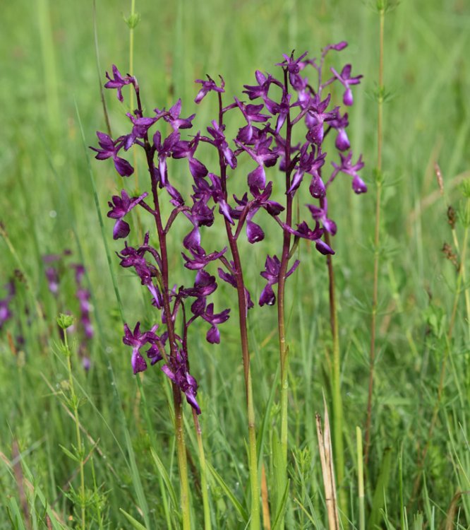 Anacamptis laxiflora (Lam.) R.M. Bateman, Pridgeon & M.W. Chase 1997. 1.jpg